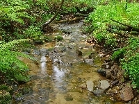 Kamienie, Rzeka, Krzewy
