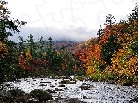 Kamienie, Rzeka, Las
