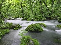 Kamienie, Rzeka, Las