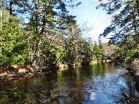 Rzeka, Las