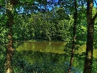 Rzeka, Las