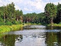 Rzeka, Las