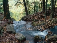 Rzeka, Las