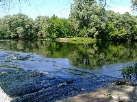 Las, Rzeka, Drzewa