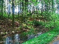 Las, Rzeka, Drzewa