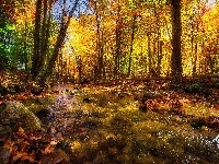 Rzeka, Liście, Jesień, Las, Kamienie