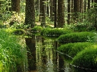 Las, Rzeka, Trawy