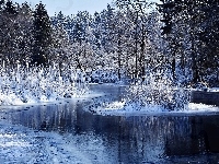 Rzeka, Zima, Las, Szuwary