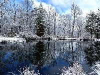 Oszronione, Rzeka, Drzewa