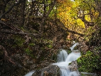 Las, Patagonia, Argentyna, Prowincja Santa Cruz, Powalone, Kamienie, Rzeka, Park Narodowy Los Glaciares, Drzewa
