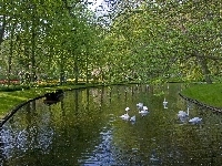 Rzeka, Park, Wiosna, Łabędzie