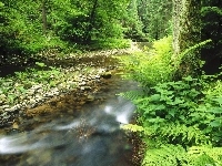 Rzela, Las