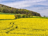 Pole, Rzepak, Kwitnący, Wiosna, Drzewa