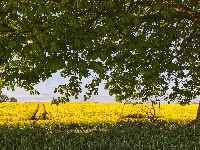 Pole, Drzewo, Kasztanowiec, Rzepak