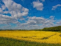 Łąki, Chmury, Pole, Rzepakowe, Lasy