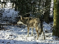 las, Saarlooswolfhond, śnieg