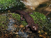 Salamandra, Strumyk