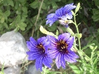 Kwiaty, Salpiglossis Sinuata