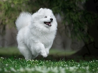 Biały, Samojed, Biegnący, Kwiatki, Trawa