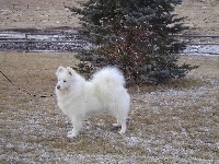 Samojed, choinka