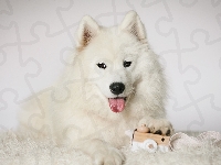 Mordka, Pies, Biały, Samojed, Zabawka, Język