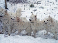 Samojed, ogrodzenie