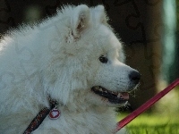 serduszko, Samojed, smycz