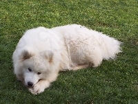 Samojed, trawa