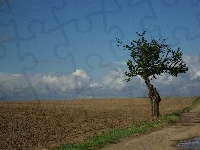 Samotne, Drzewo