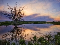 Samotne, Zachód, Odbicie, Jezioro, Słońca, Drzewo