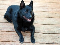 Schipperke, deski