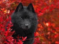 Czarny, Schipperke, Pies, Krzewy, Czerwone