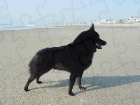 Schipperke, plaża