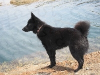 Schipperke, woda