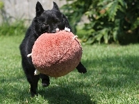 Schipperke, zabawka