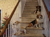 schody, trzy, Beagle Harriery, choinka