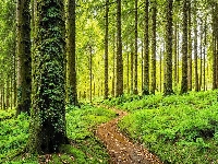Las, Ścieżka, Drzewa, Zieleń, Paprocie