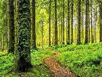 Las, Ścieżka, Drzewa, Zieleń, Paprocie