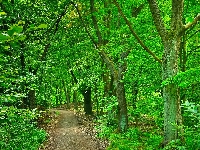 Zielony, Ścieżka, Las, Droga, Drzewa