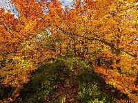 Ścieżka, Jesień, Kolorowa, Słowenia, Roślinność, Drzewa, Park rekreacyjny Zavrsnica