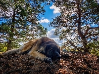 Drzewa, Pies, Leonberger, Ściółka