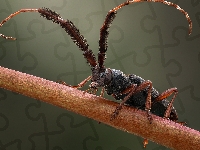 Cribragapanthia scutellata, Owad, Chrząszcz, Makro
