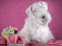 Kwiatki, Sealyham Terrier, Pudełko, Perły