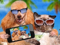 Pudel, Selfie, Kot, Okulary, Telefon
