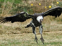 Sęp