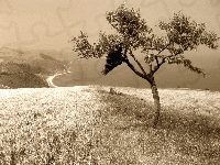 Drzewo, Sepia, Wzgórze