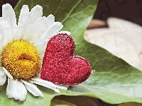 Serce, Miłość, Kwiat, Stokrotka, Liść