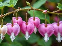 Kwiaty, Serduszka okazałe, Różowe, Gałązka