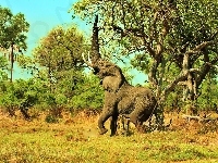 Serengeti, Roślinność, Park, Narodowy, Słoń