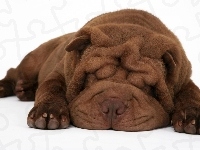 Brązowy, Shar Pei